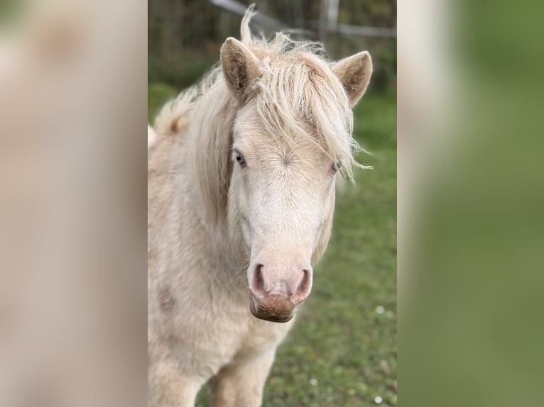 Shetland Ponies Stallion 1 year 10 hh Perlino in Gro&#xDF; Molzahn