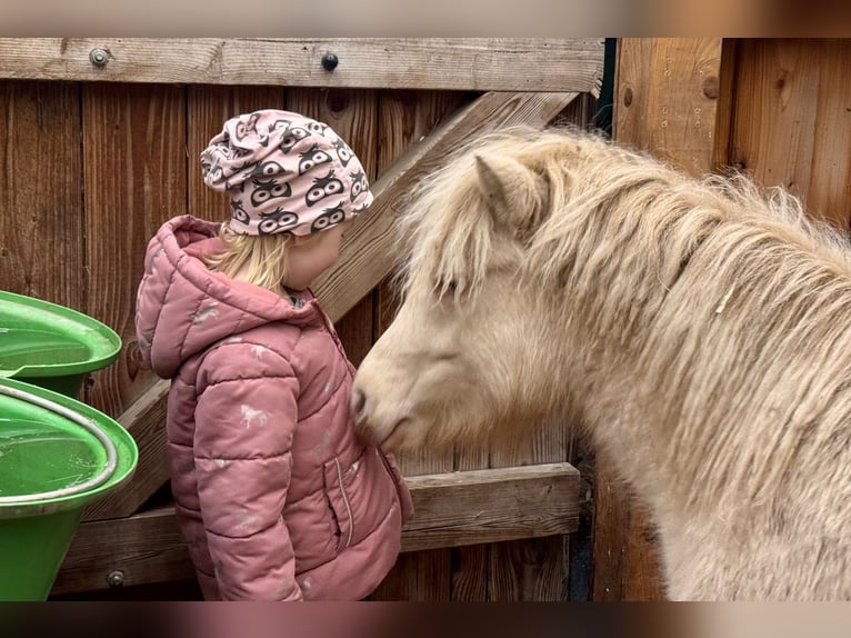 Shetland Ponies Stallion 1 year 10 hh Perlino in Gro&#xDF; Molzahn