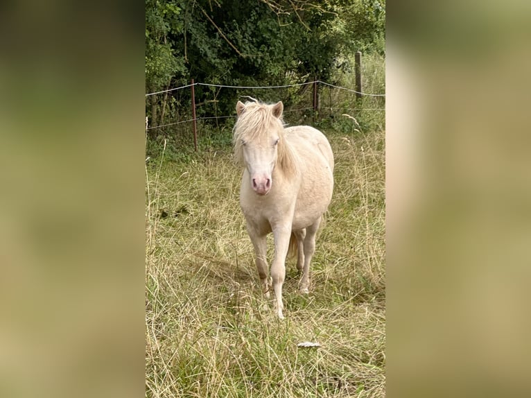 Shetland Ponies Stallion 1 year 10 hh Perlino in Gro&#xDF; Molzahn