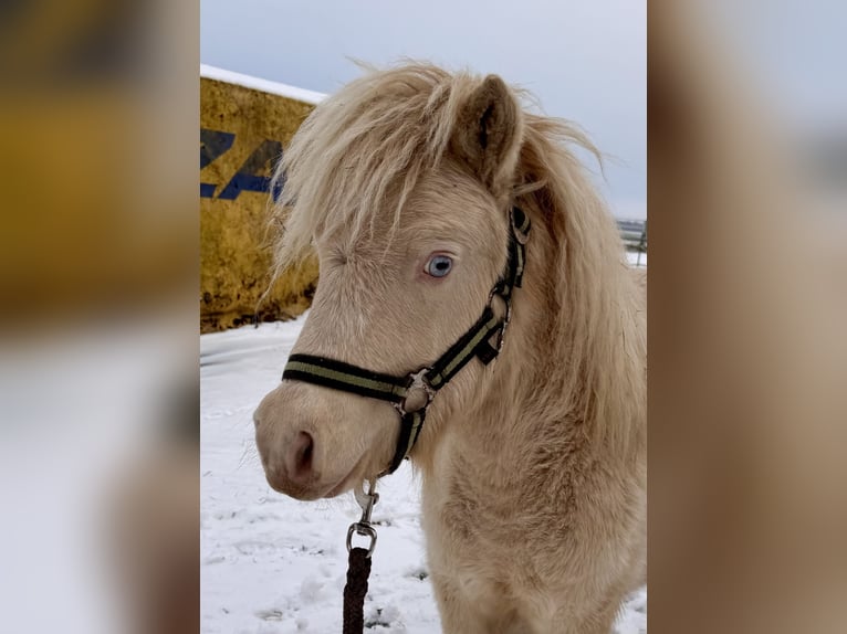 Shetland Ponies Stallion 1 year 10 hh Perlino in Groß Molzahn