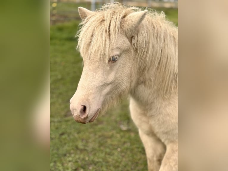 Shetland Ponies Stallion 1 year 10 hh Perlino in Gro&#xDF; Molzahn