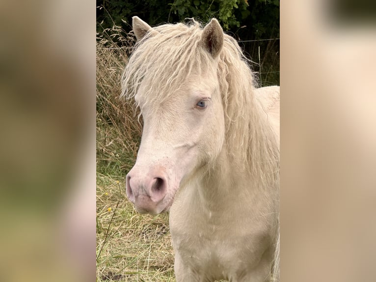Shetland Ponies Stallion 1 year 10 hh Perlino in Gro&#xDF; Molzahn