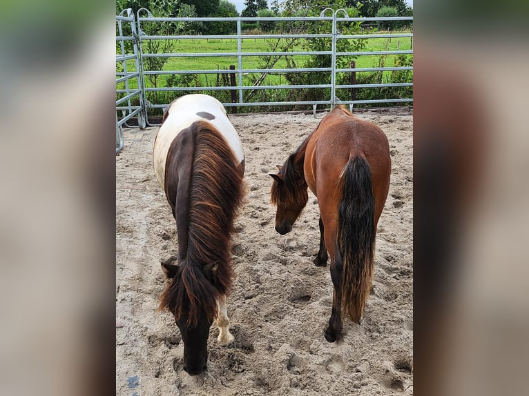 Shetland Ponies Mix Stallion 1 year 10,1 hh in Arkel