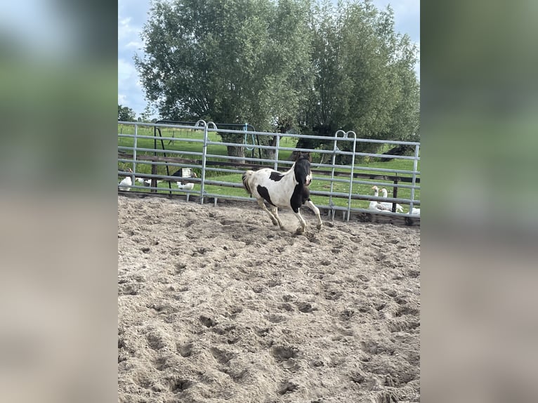 Shetland Ponies Mix Stallion 1 year 10,1 hh in Arkel