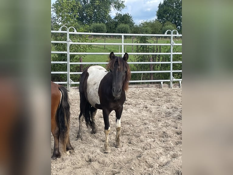 Shetland Ponies Mix Stallion 1 year 10,1 hh in Arkel