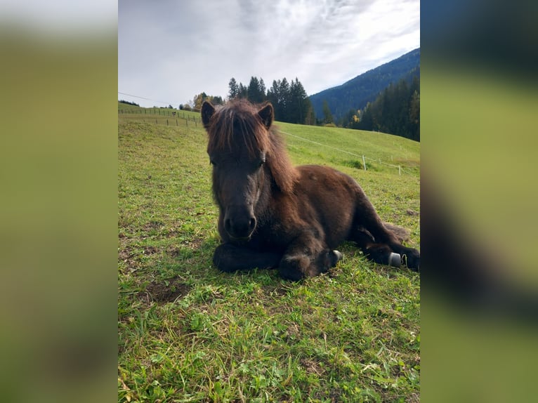 Shetland Ponies Stallion 1 year 10,2 hh Black in Forstau