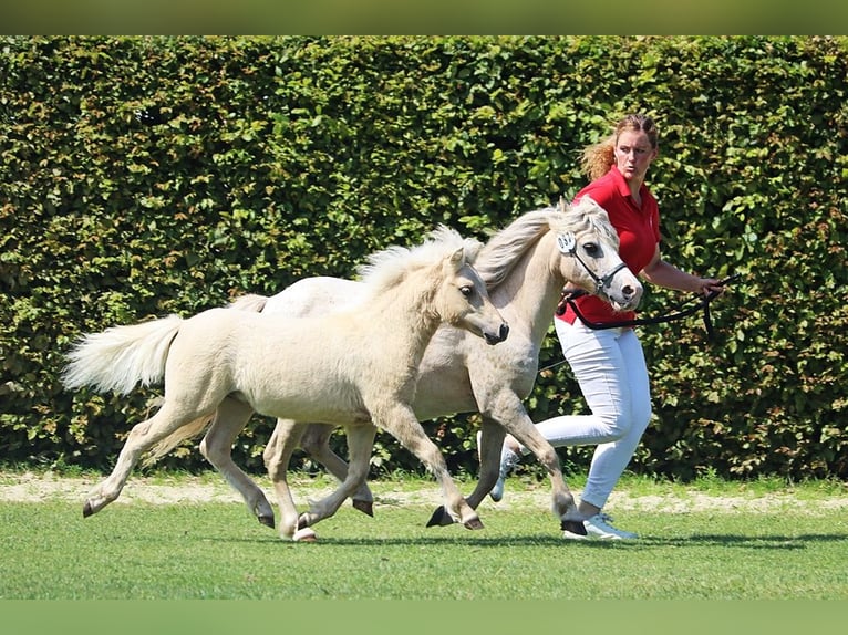 Shetland Ponies Stallion 1 year 10,2 hh Dun in Marsberg