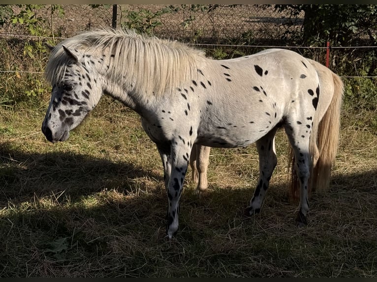 Shetland Ponies Stallion 1 year 11 hh Leopard-Piebald in Gro&#xDF; Molzahn