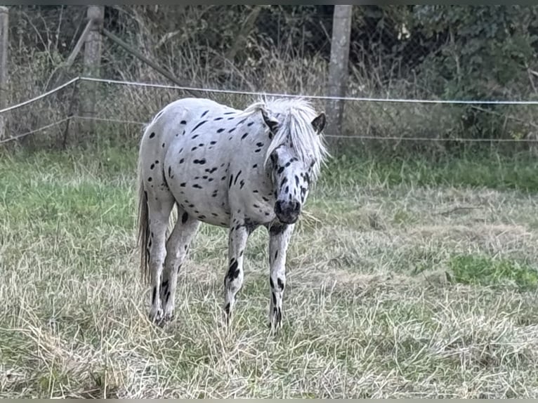 Shetland Ponies Stallion 1 year 11 hh Leopard-Piebald in Gro&#xDF; Molzahn