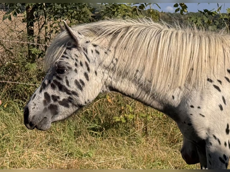Shetland Ponies Stallion 1 year 11 hh Leopard-Piebald in Gro&#xDF; Molzahn