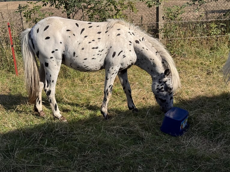 Shetland Ponies Stallion 1 year 11 hh Leopard-Piebald in Gro&#xDF; Molzahn