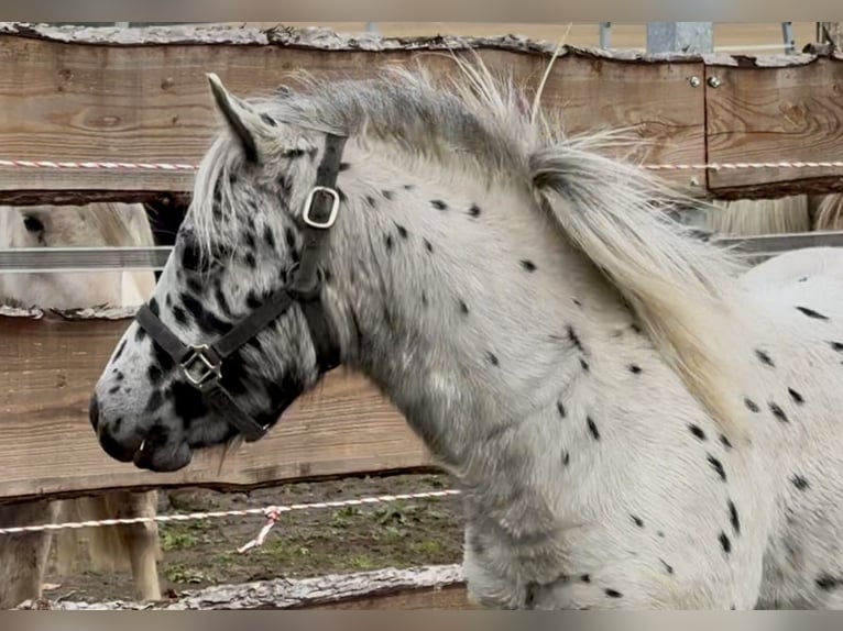 Shetland Ponies Stallion 1 year 11 hh Leopard-Piebald in Gro&#xDF; Molzahn