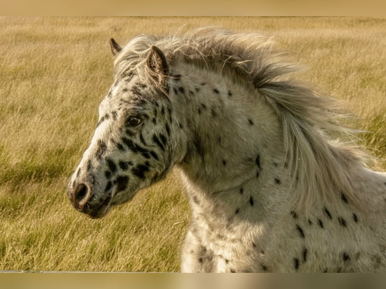 Shetland Ponies Stallion 1 year 11 hh Leopard-Piebald in Gro&#xDF; Molzahn