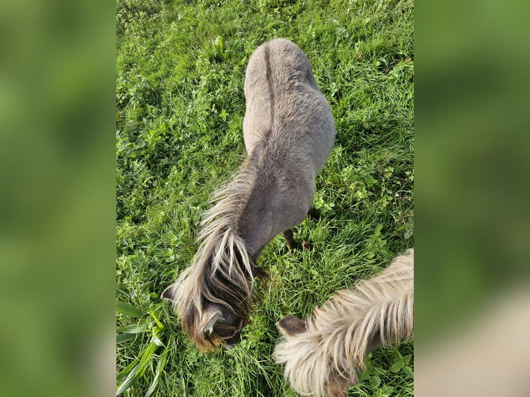 Shetland Ponies Stallion 1 year 6,3 hh Black in Dreumel