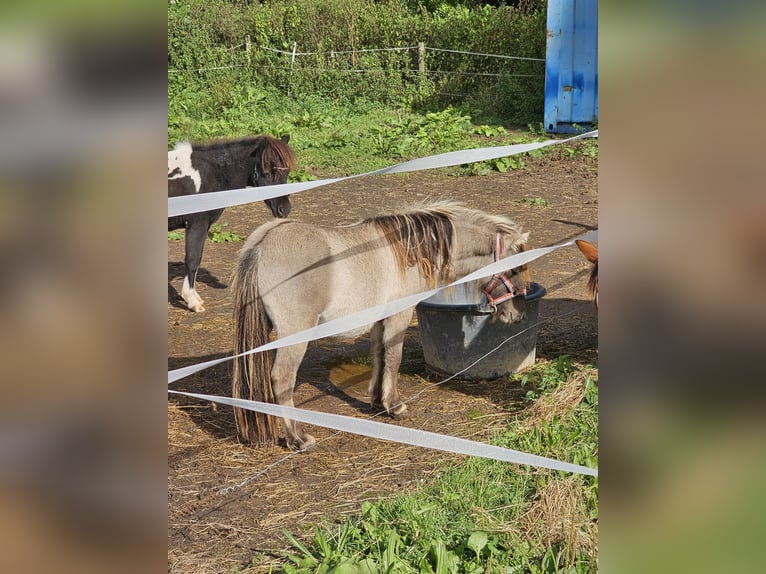 Shetland Ponies Stallion 1 year 6,3 hh Black in Dreumel