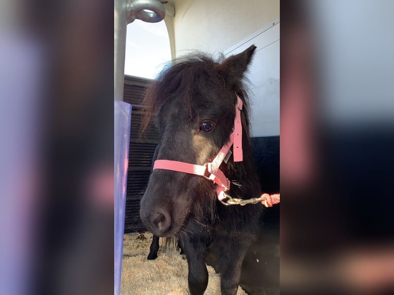 Shetland Ponies Stallion 1 year 7,3 hh Black in Waizenkirchen