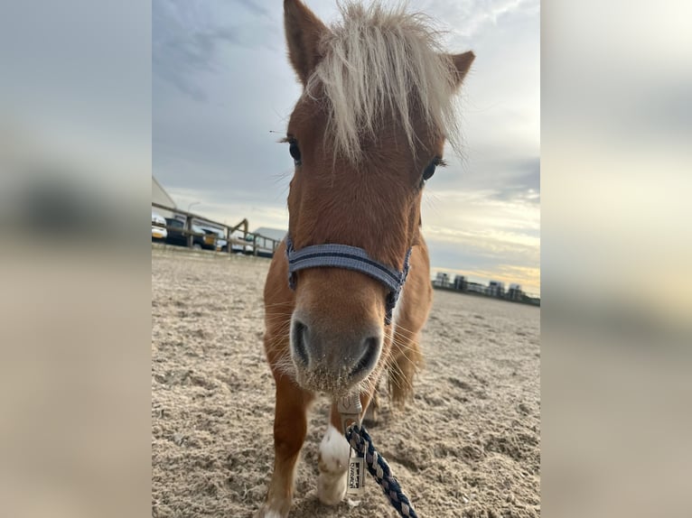 Shetland Ponies Stallion 1 year 7,3 hh Pinto in Lisse