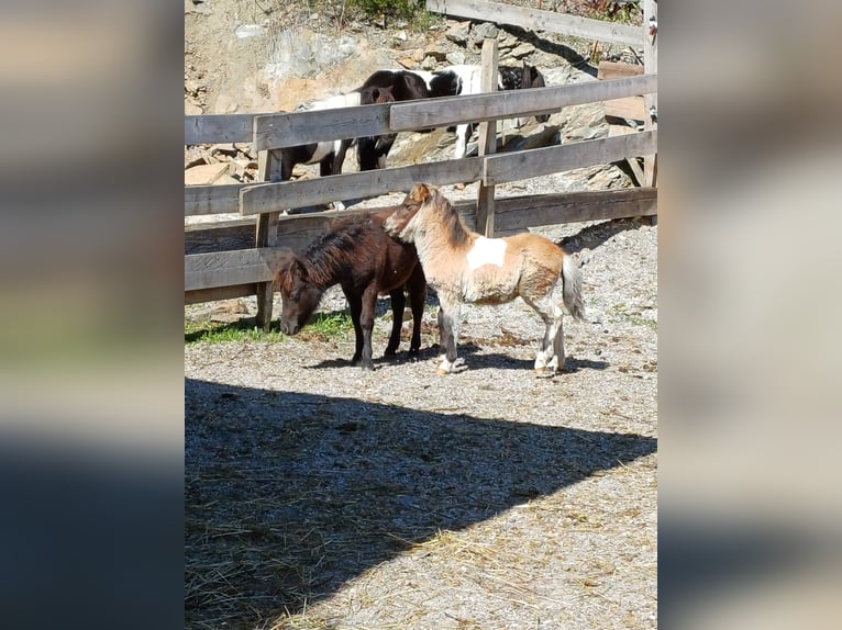 Shetland Ponies Stallion 1 year 7,3 hh Pinto in Niedernsill