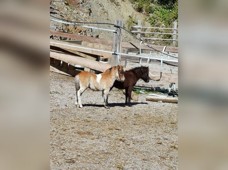 Shetland Ponies Stallion 1 year 7,3 hh Pinto in Niedernsill