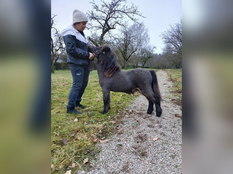 Shetland Ponies Stallion 1 year 7,3 hh Brown in Hästveda