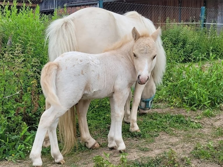 Shetland Ponies Stallion 1 year 7,3 hh Leopard-Piebald in Wabern