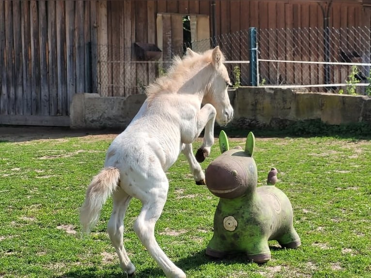 Shetland Ponies Stallion 1 year 7,3 hh Leopard-Piebald in Wabern
