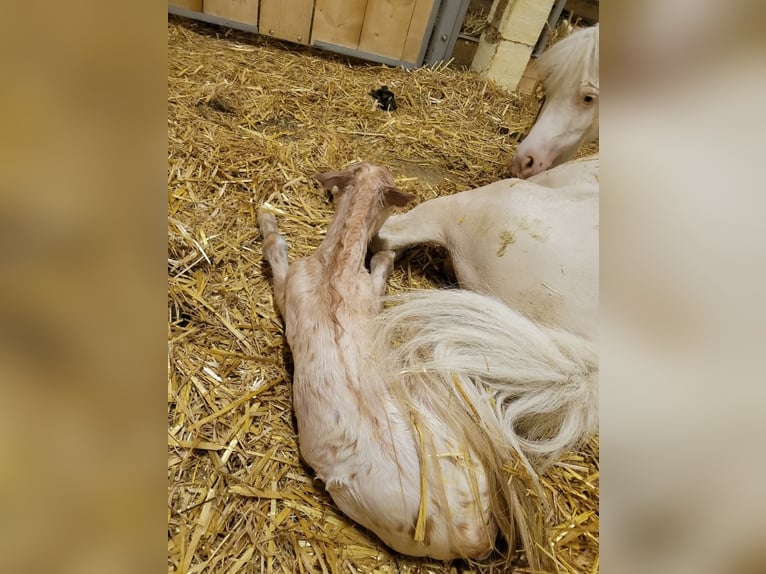 Shetland Ponies Stallion 1 year 7,3 hh Leopard-Piebald in Wabern