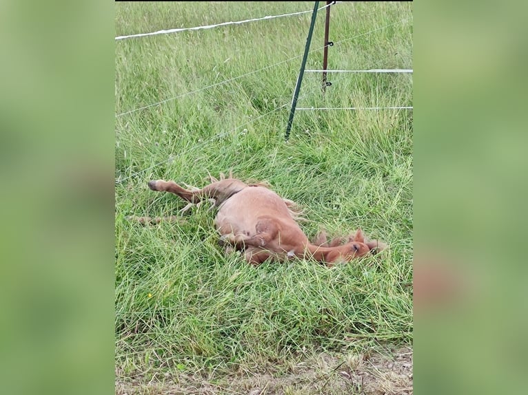 Shetland Ponies Mix Stallion 1 year 8,2 hh Chestnut-Red in Treuen