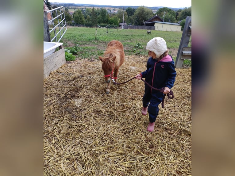 Shetland Ponies Mix Stallion 1 year 8,2 hh Chestnut-Red in Treuen