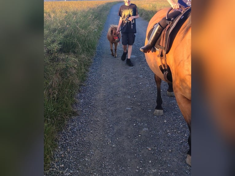 Shetland Ponies Mix Stallion 1 year 8,2 hh Chestnut-Red in Treuen