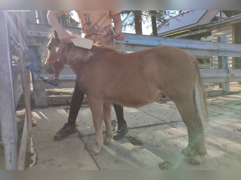 Shetland Ponies Mix Stallion 1 year 8,2 hh Chestnut-Red in Treuen