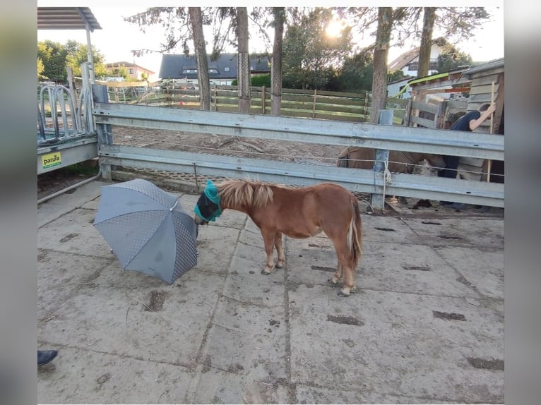 Shetland Ponies Mix Stallion 1 year 8,2 hh Chestnut-Red in Treuen