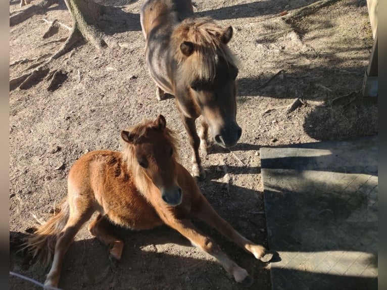 Shetland Ponies Mix Stallion 1 year 8,2 hh Chestnut-Red in Treuen