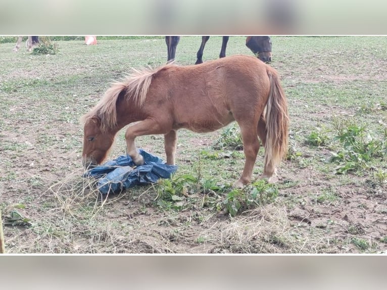 Shetland Ponies Mix Stallion 1 year 8,2 hh Chestnut-Red in Treuen