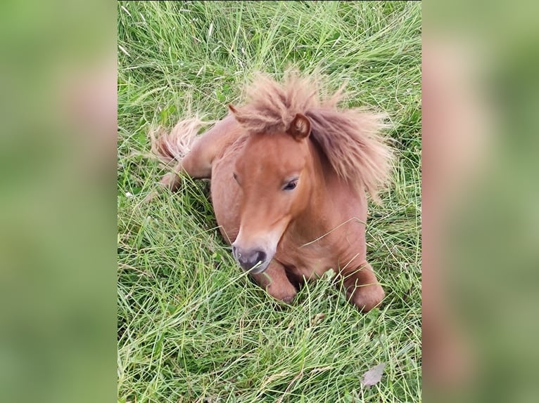 Shetland Ponies Mix Stallion 1 year 8,2 hh Chestnut-Red in Treuen