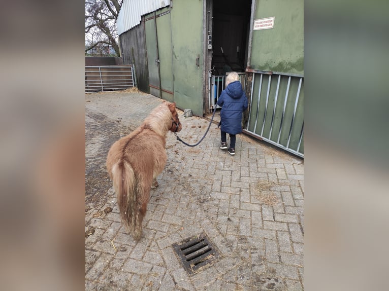 Shetland Ponies Stallion 1 year 8,3 hh Chestnut-Red in Bodegraven