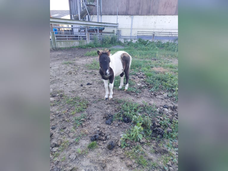 Shetland Ponies Stallion 1 year 8,3 hh in Susteren