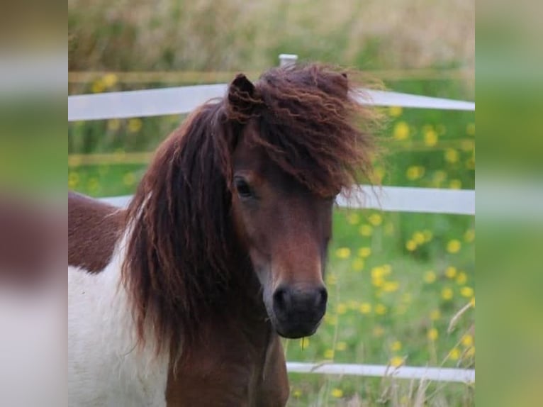 Shetland Ponies Stallion 1 year 8 hh Pinto in Lippetal