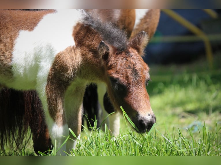 Shetland Ponies Stallion 1 year 8 hh Pinto in Lippetal