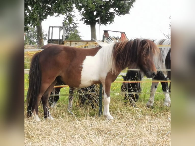 Shetland Ponies Stallion 1 year 8 hh Pinto in Lippetal