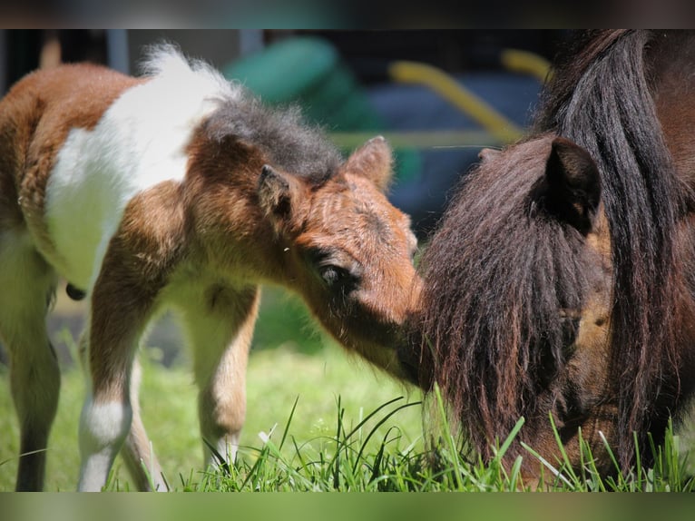 Shetland Ponies Stallion 1 year 8 hh Pinto in Lippetal