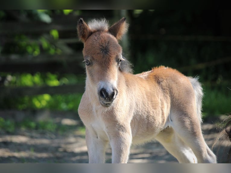 Shetland Ponies Stallion 1 year 8 hh Pinto in Lippetal