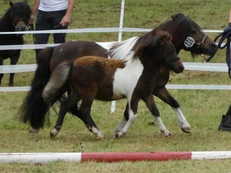 Shetland Ponies Stallion 1 year 8 hh Pinto in Lippetal