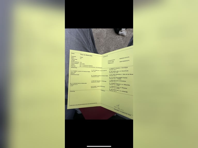 Shetland Ponies Stallion 1 year 8,1 hh Chestnut-Red in Issum