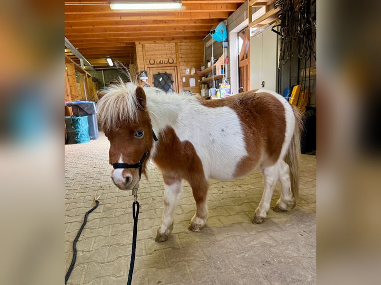 Shetland Ponies Stallion 1 year 8,1 hh Pinto in Daleiden