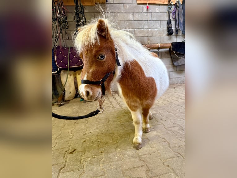 Shetland Ponies Stallion 1 year 8,1 hh Pinto in Daleiden