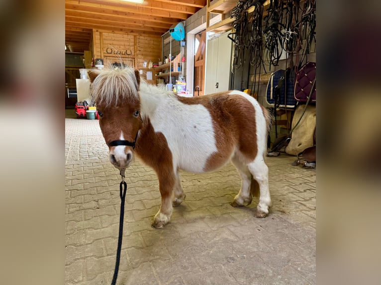 Shetland Ponies Stallion 1 year 8,1 hh Pinto in Daleiden