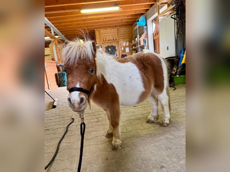 Shetland Ponies Stallion 1 year 8,1 hh Pinto in Daleiden