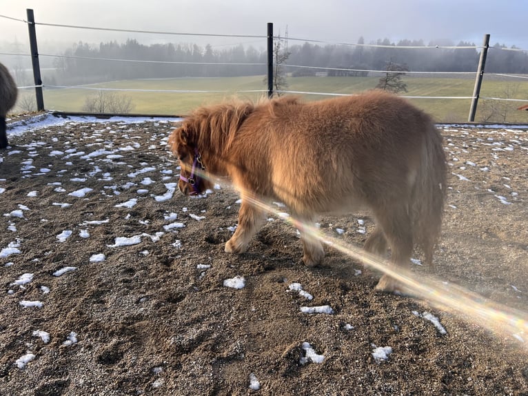 Shetland Ponies Stallion 1 year 8,2 hh Chestnut-Red in Elixhausen