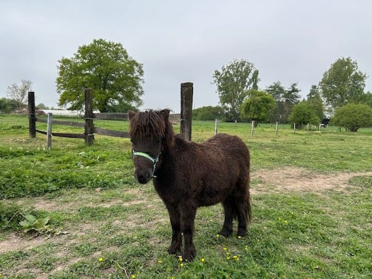 Shetland Ponies Mix Stallion 1 year 8,3 hh Black in 23b